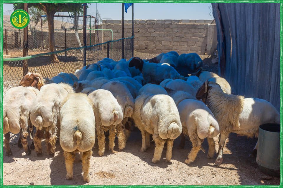 "حملة أضاحي الخير من تل الخير "
